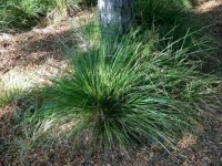 Lomandra longifolia 'Verday' is a hardy easy care plant