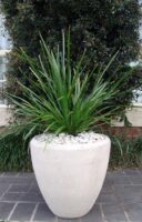 Lomandra hystrix flax-lily 'Tropic Belle'