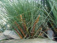 Lomandra confertifolia flax lily 'Wingarra'