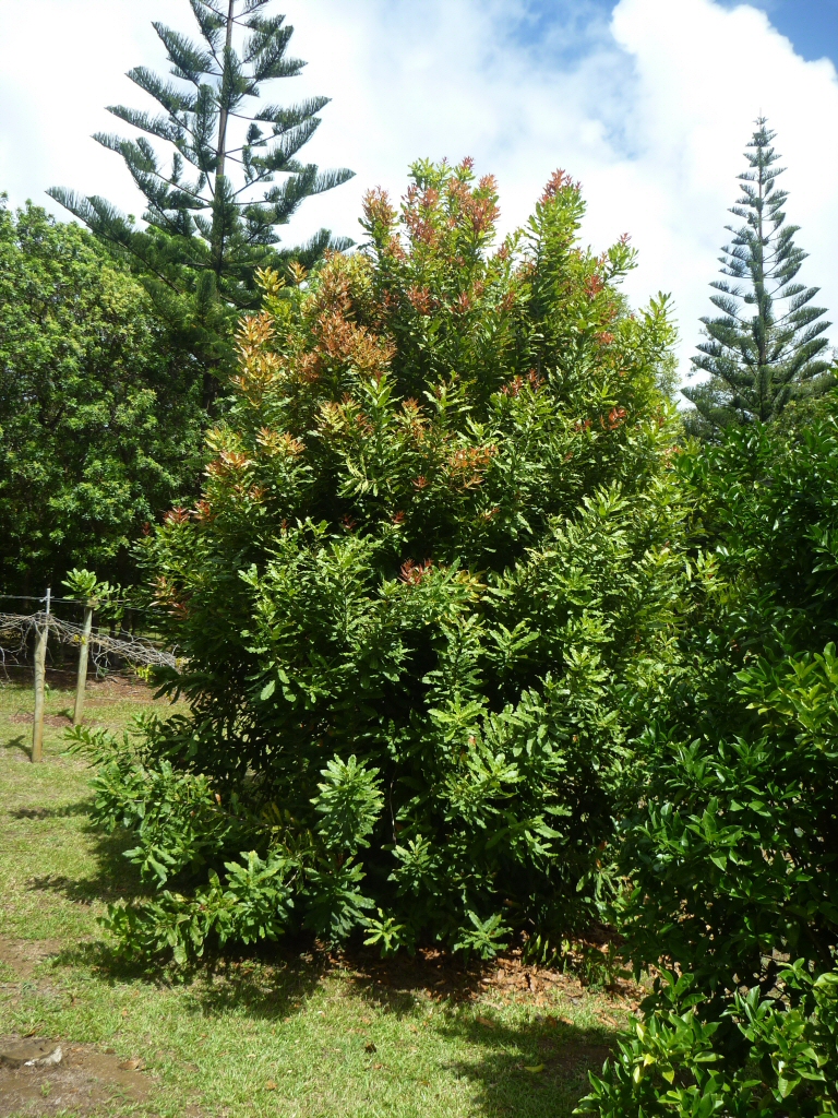 Tree macadamia Macadamia —