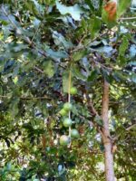 Macadamia integrifolia -macadamia nuts