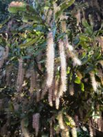 Macadamia integrifolia -macadamia nut flowers
