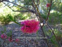 Melaleuca fulgens 'Hot Pink' - honey myrtle
