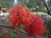 Melaleuca fulgens - scarlet honey myrtle