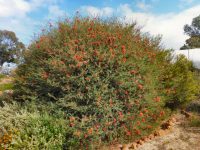 Melaleuca fulgens - scarlet honey myrtle