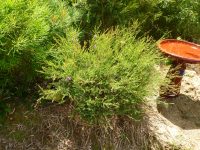 Melaleuca thymifolia - honey myrtle