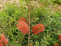 Melaleuca hypericifolia honey myrtle 'Ulladulla Beacon'