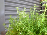 mentha satureoides or native pennyroyal variety bush-mint