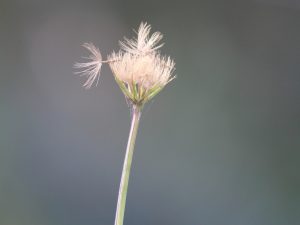 Microseris lanceolata - yam daisy seed head