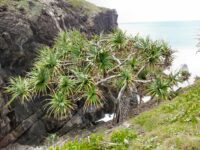 Pandanus tectorius - pandanus palm