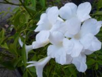 Pandorea jasminoides Wedding Bellz - bower vine has large pure white flowers