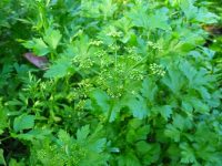 Parsley with green seed head