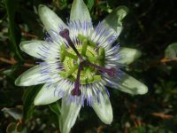 Passiflora edulis - passion fruit flower