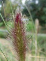 Pennisetum alopecuroides swamp foxtail 'Purple Lea'