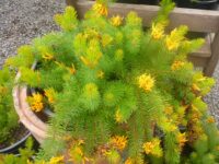 persoonia-chamaepitys_geebung