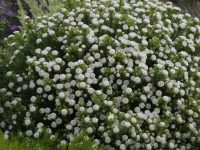 Pimelea ferruginea rice flower 'Snowball'