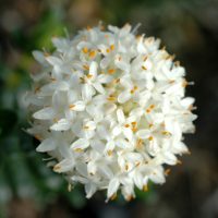 Pimelea ferruginea rice flower 'White Solitaire'