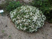 Pimelea linifolia rice flower 'White Jewel'