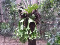 Platycerium superbum - staghorn fern