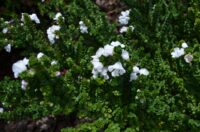 prostanthera-cuneatus mint-bush_cool-mint