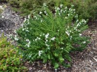 Prostanthera cuneatus-mint bush- 'Cool Mint'