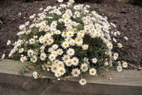 Rhodanthe anthemoides sunray daisy 'Sunray Snow'