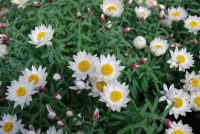 Rhodanthe anthemoides sunray daisy 'Sunray Snow'