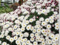 Rhodanthe anthemoides sunray daisy 'Paper Cascade'