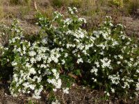 Ricinocarpos cyanescens - little wedding bush