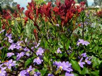 Scaevola aemula fan flower 'Purple Fanfare'