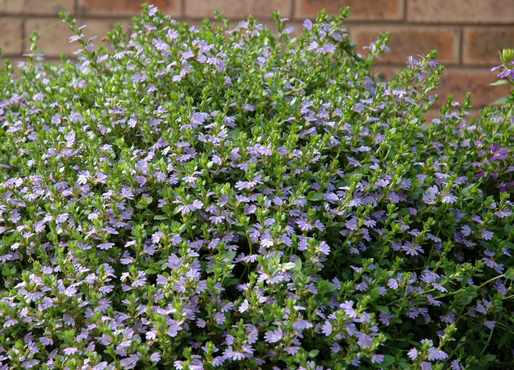 Angus S Top Ten Australian Groundcovers, Flowering Ground Cover Plants Full Sun Australia