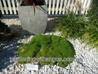 Scleranthus biflorus - cushion bush