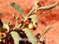 Solanum central - kutjera