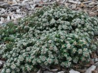 Spyridium parvifolium dusty miller 'Edna Walling Nimbus'