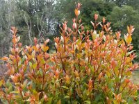 Syzygium australe 'Hinterland Gold' is good for hedging and screening