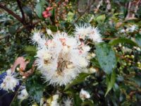 Syzygium paniculatum - lilly pilly