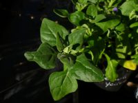 Tetragonia tetragonoides - bush spinach