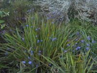 Thelionema caespitosum - tufted blue lily