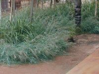 Themeda triandra kangaroo grass 'Mingo'