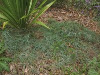 Themeda triandra kangaroo grass 'Mingo'