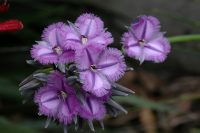 Thysanotus multiflorus fringe lily 'Frilly Knickers'