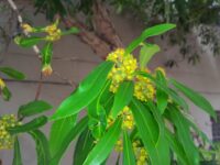 Tristaniopsis laurina - water gum