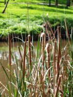typha orientalis, bullrush is traditionally used for food and weaving