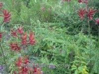 Westringia fruticosa coastal rosemary 'Flat-n-Fruity'