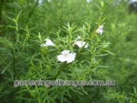 westringia-longifolia_coastal-rosemary_snow-flurry