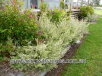 Westringia coastal rosemary 'Lilac and Lace' is a great hedge plant