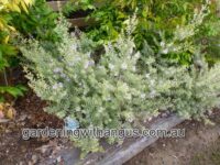 Westringia coastal rosemary 'Lilac and Lace' is a tough plant