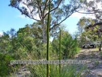 Xanthorrhoea preissii - grass tree is an iconic australian plant