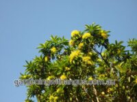 Xanthostemon chrysanthus - golden penda is a spectacular flowering rainforest tree