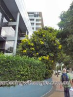 Xanthostemon chrysanthus - golden penda as a spectacular street tree